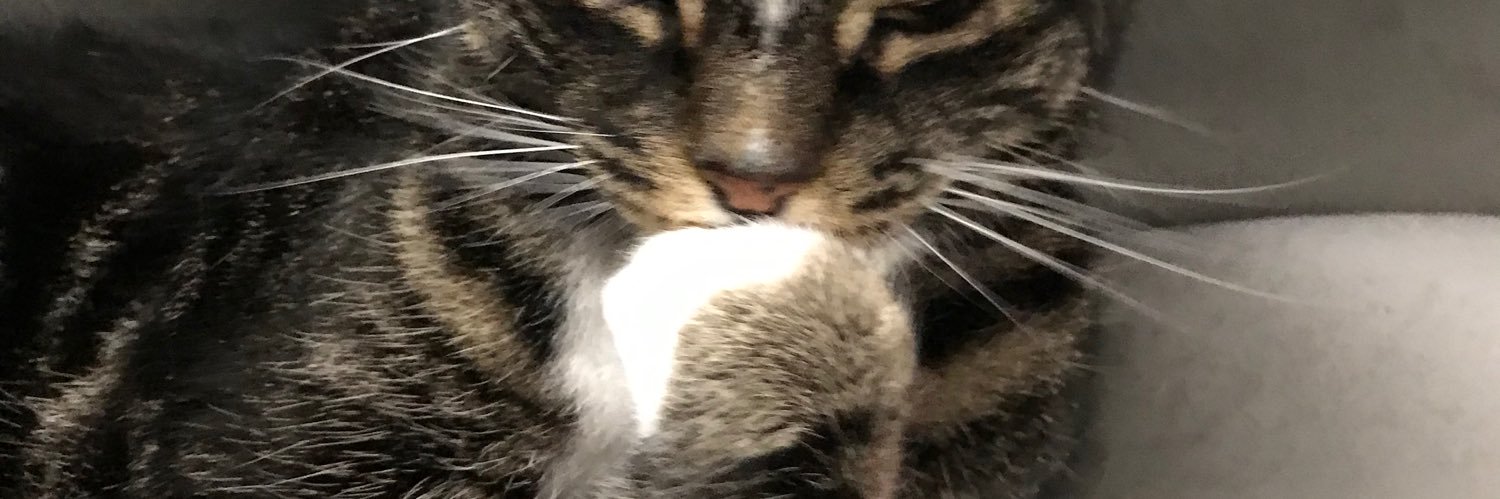 ann prosser #RejoinEU banner