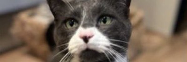PixieSteven Profile Banner
