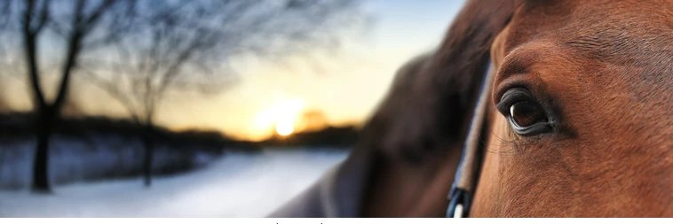 Chapuller One banner