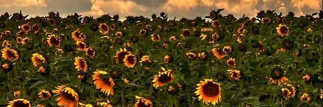 Ива Плаксивая banner