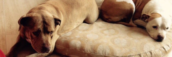 Buster Bailey banner