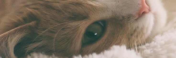 gitatnhy's profile banner image