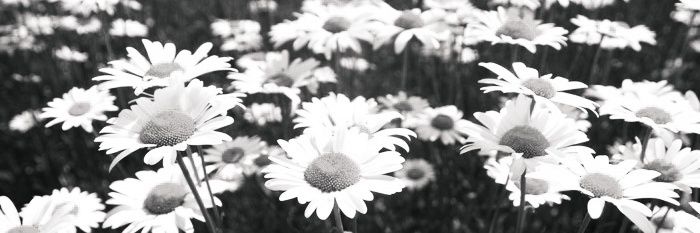 maramrz's profile banner image