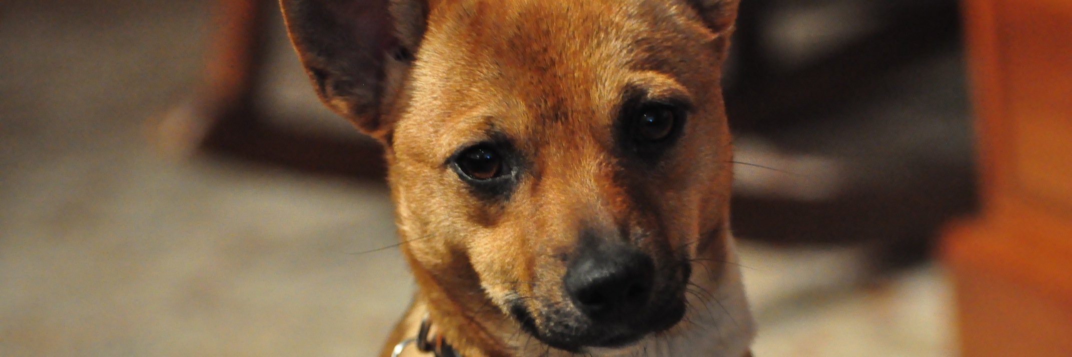 mac_gurl's profile banner image