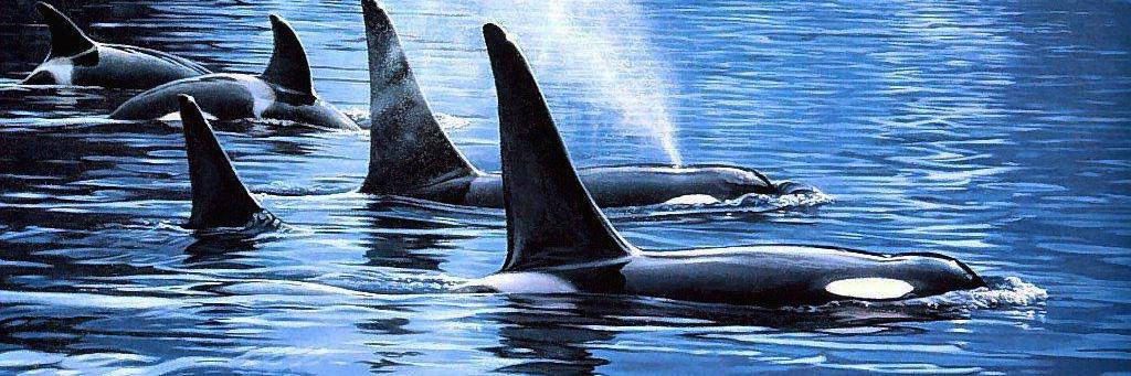 orca75's profile banner image