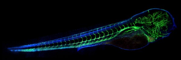UWMadisonLOCI Profile Banner