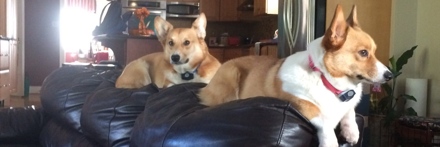 CorgiSibs's profile banner image