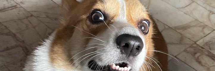 Maxasada | Live2d & Artist banner