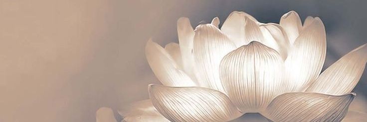 palak1002's profile banner image