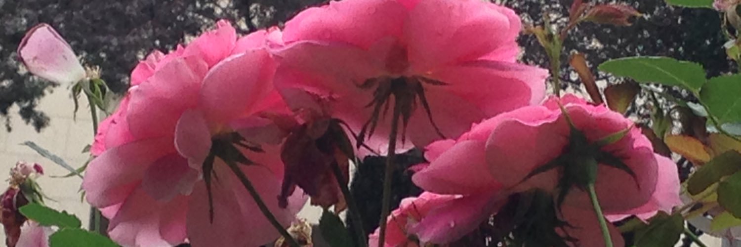 Pat_Laybourn's profile banner image