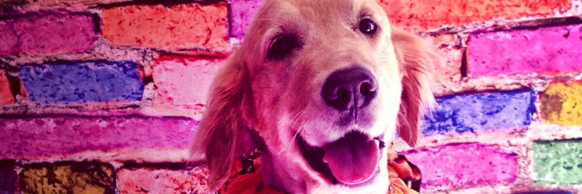 alliemeade7's profile banner image