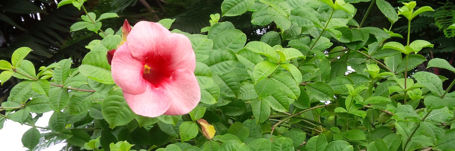 ADEBIMPEADEBAMBO banner