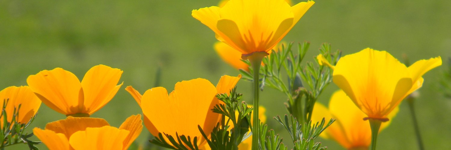 CommWealthHerbs's profile banner image
