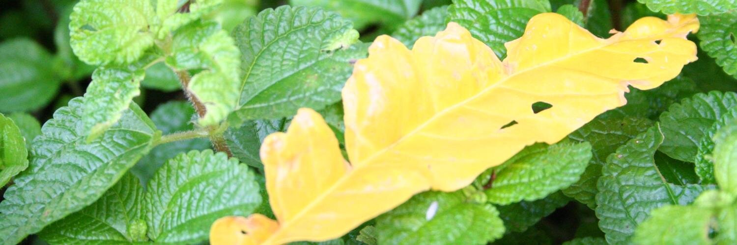 margejourney's profile banner image