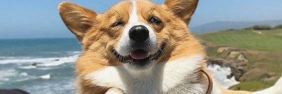 corgismile25's profile banner image