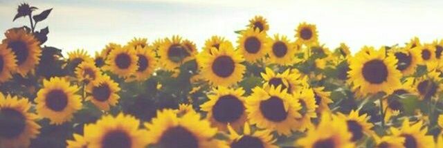 Mapis2206's profile banner image