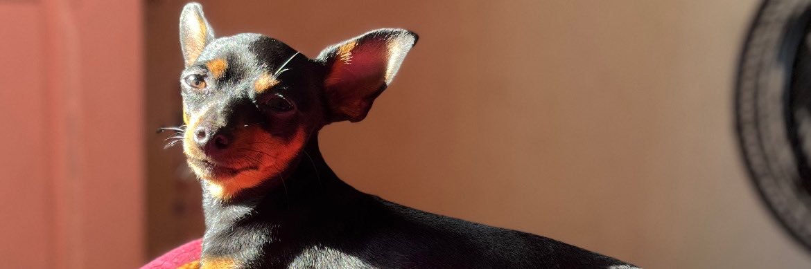 Gomes ˢᶠᶜ banner