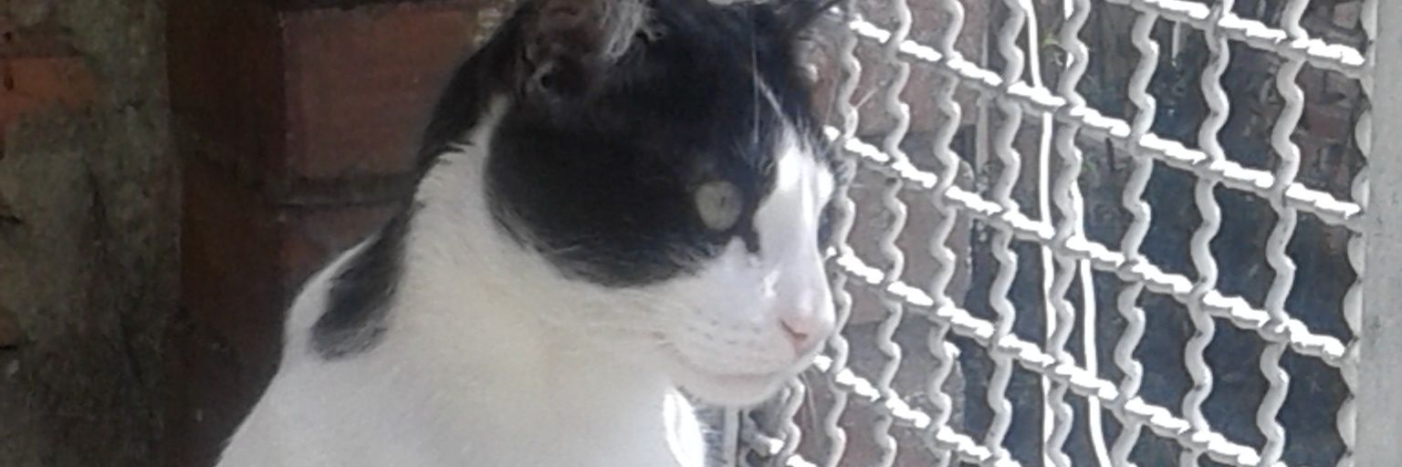AnaMaritzaRodri's profile banner image