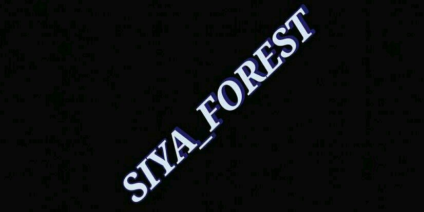 Siya_Forest's profile banner image