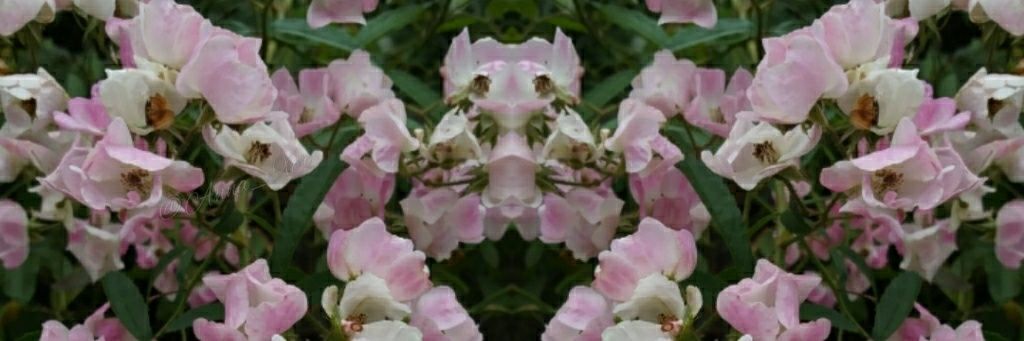 anna_xoR's profile banner image