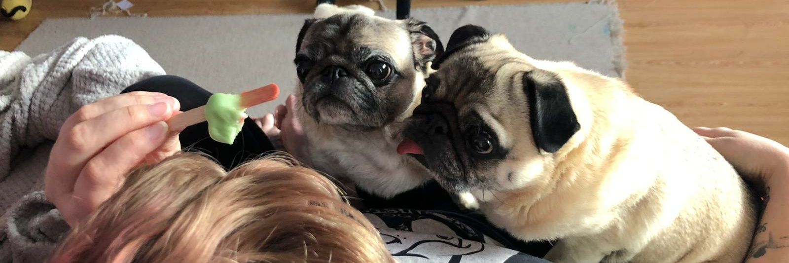 thesewingpug's profile banner image