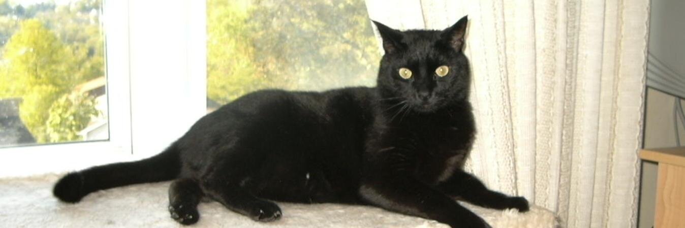 dazcat5872's profile banner image