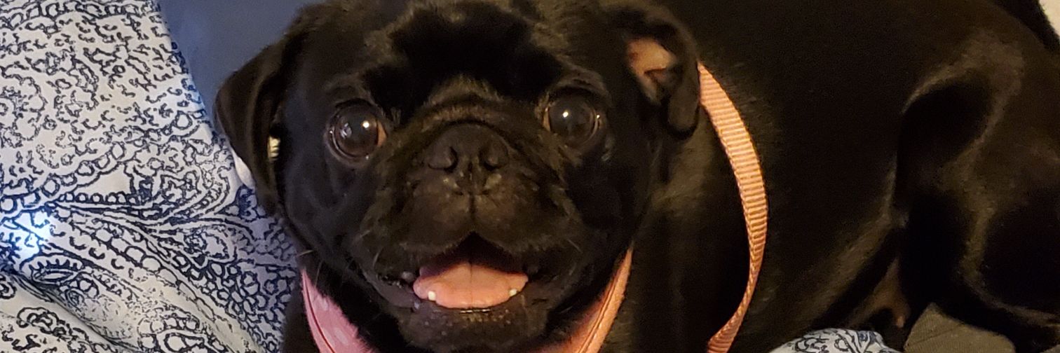 ProsciuttoPapi1's profile banner image