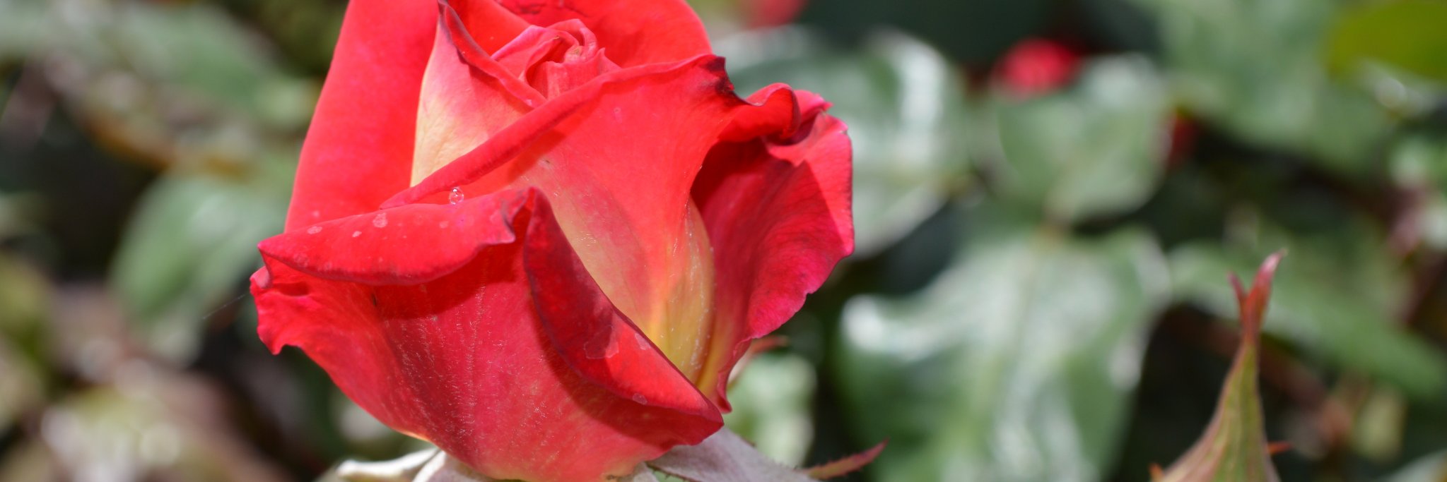 coolsally50008's profile banner image
