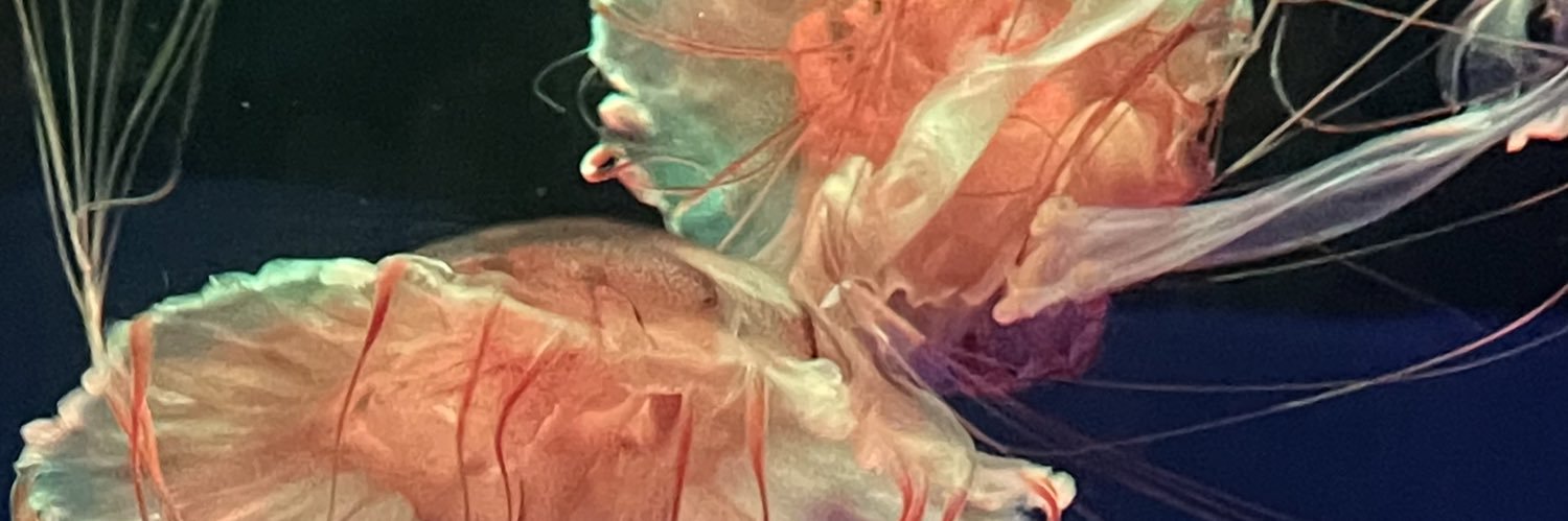 envyrin's profile banner image