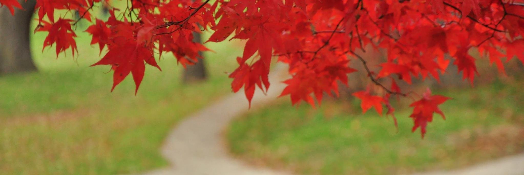 mmmeghna's profile banner image