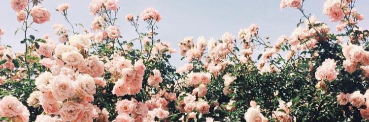 ginariucci's profile banner image