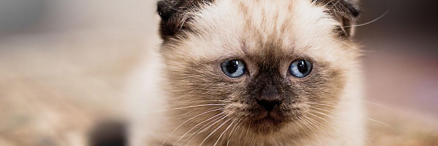 CatTheComrade's profile banner image