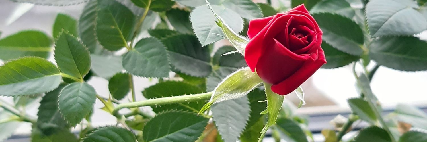 damiselaconser's profile banner image