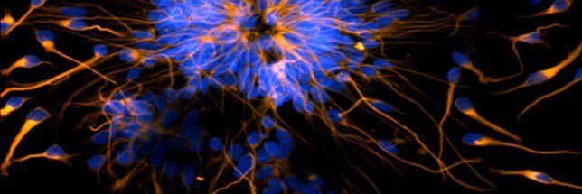 Professor Mom banner