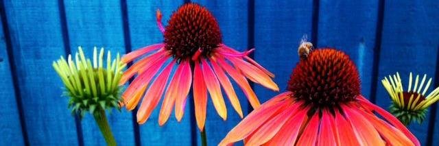 Janet Endsley banner