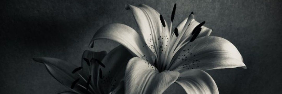 ester sirvent banner