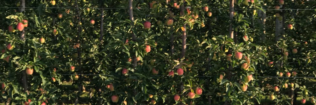 Peggy White, RN, MN, FCAN banner