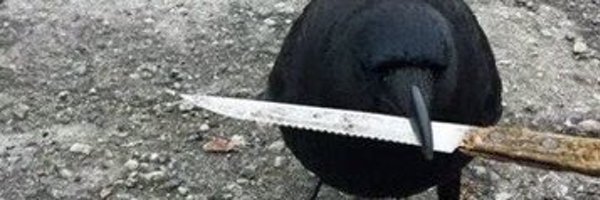 usereIoad Profile Banner