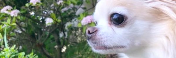 Hyuga_chamCC Profile Banner