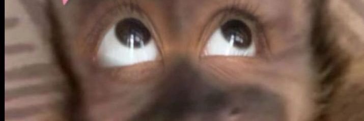Benditoqueso2's profile banner image