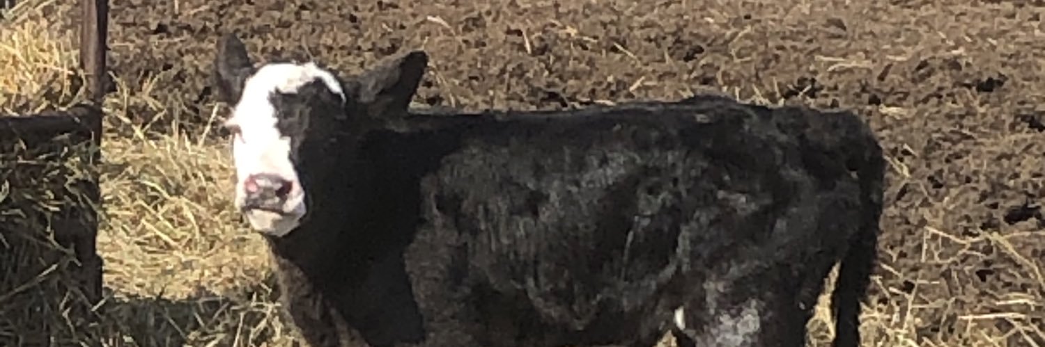 bsc7663's profile banner image