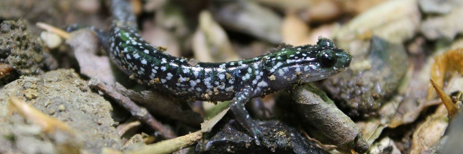 FCSalamanders's profile banner image