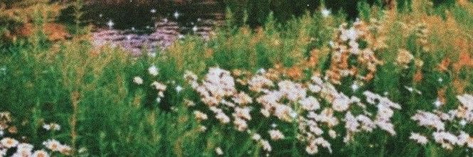 LilianSanchez_'s profile banner image
