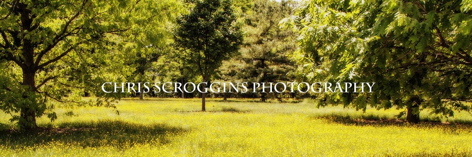 NatureRaven's profile banner image