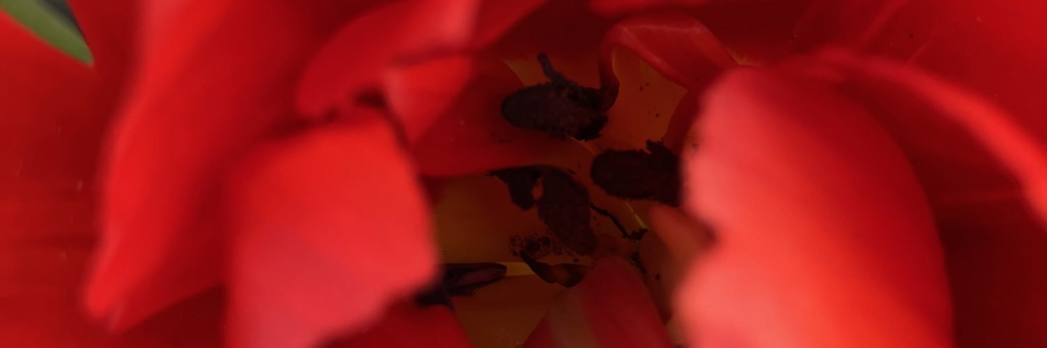 scoopschap's profile banner image