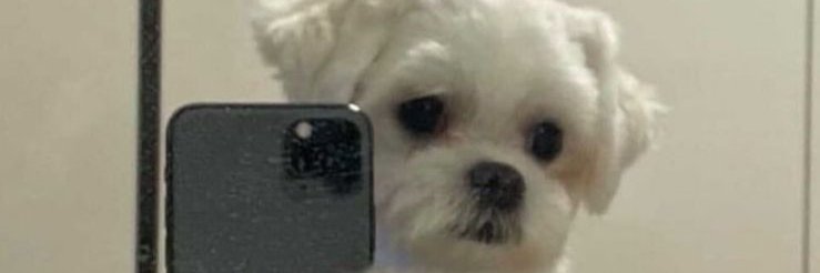 silvinhabello's profile banner image