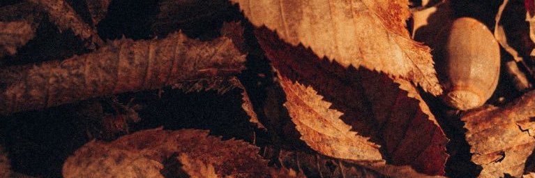 Leon_2426's profile banner image