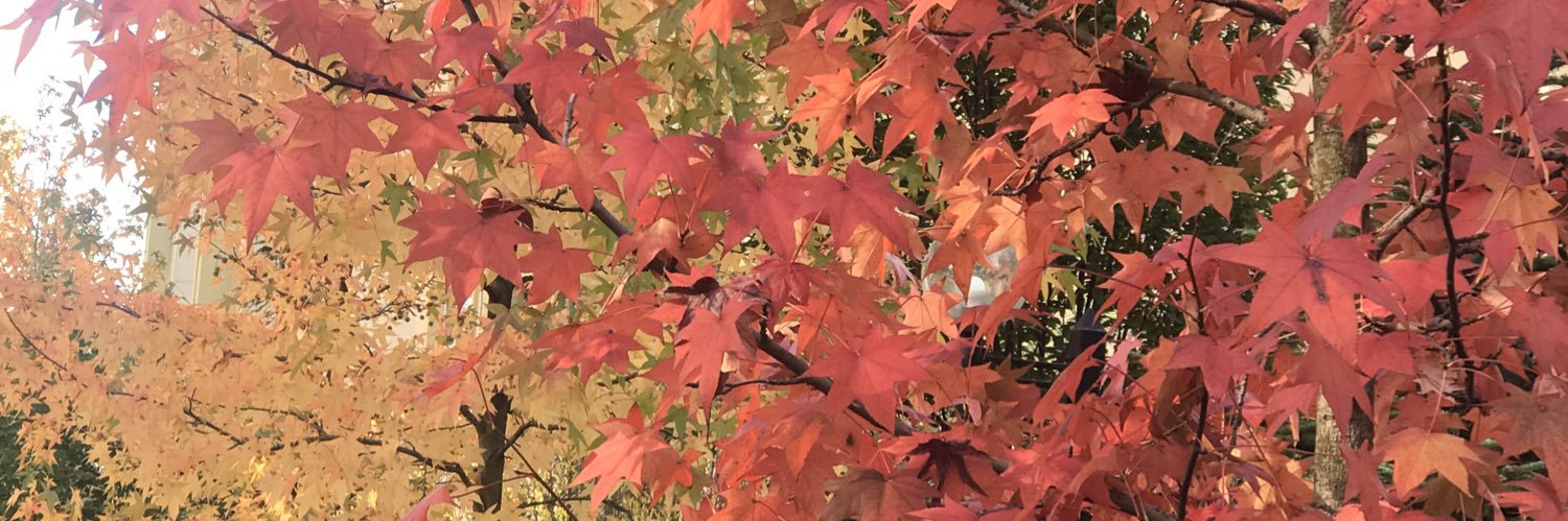 Gizemonal41's profile banner image