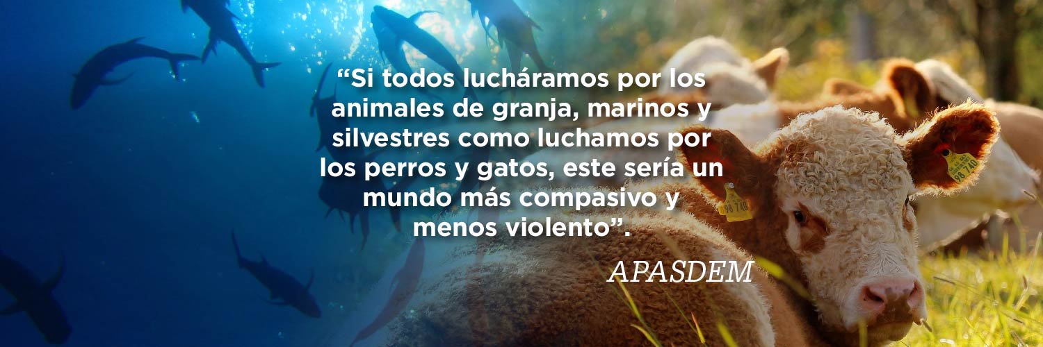 APASDEM, A.C. banner