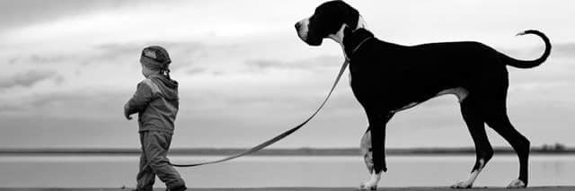 WeLoveBigDogs's profile banner image